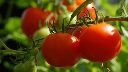 Red Tomatoes