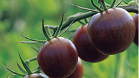 black cherry