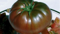 black krim