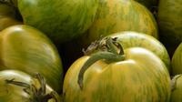 Green_Zebra