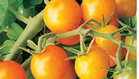 Sungold