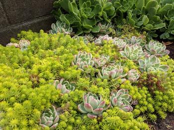 Sedum repestre ‘Angelina’, Echeveria elegans and Aeonium decorum form a border of lovely contrasting colors. Photo: Lillian Trac