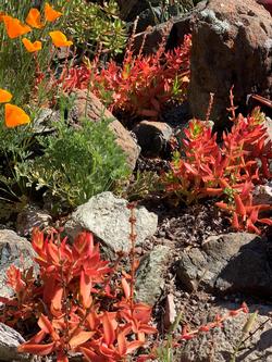 The plump orange leaves of the 'Campfire' jade plant protect from harmful UV rays. Photo: David S. Walker