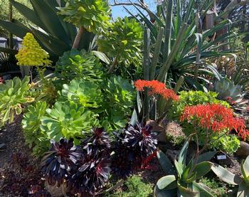 The burgundy leafed Aeonium arboretum 'Zwartkop' is planted at Falkirk Cultural Center in San Rafael. Photo: David S. Walker
