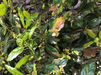 Signs of drought stress are evident in the leaves of this coastal live oak tree. Photo: Martha Proctor