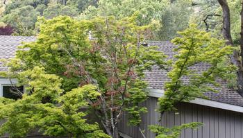 Dead leaves in the canopy were observed last season but had increased this spring, requiring pruning and disposal of the limb. Photo: Karen Gideon