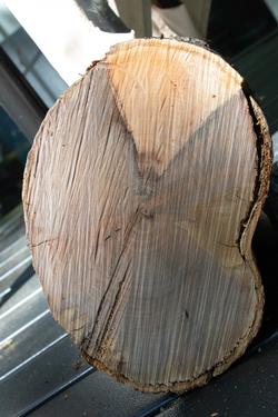 The vascular system of a maple tree was compromised by Verticillium wilt and was not delivering water and nutrients. Photo: Karen Gideon
