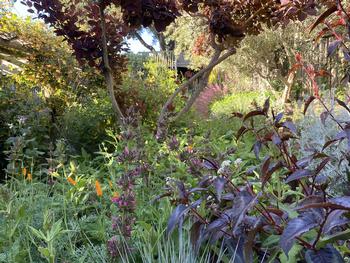 Many California natives and other Mediterranean climate plants thrive on little or no water once established. Photo: Marie Narlock