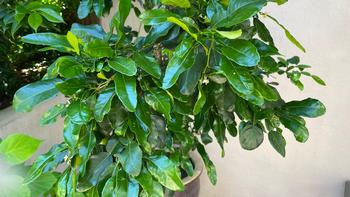 The leaves of this 20 year-old makrut add an intoxicating herbal flavor to various Asian inspired dishes. Jane Scurich