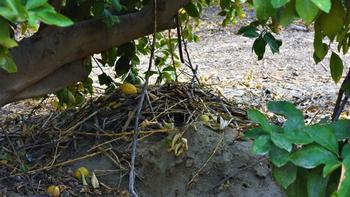 Rats can build extensive underground tunnels and nests.  Photo courtesy UC Regents