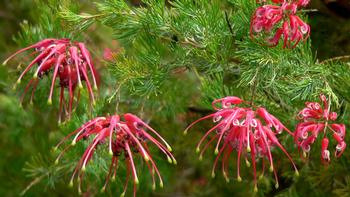 Grevillea Lanigera 'Coastal Gem'. Wikimedia Commons