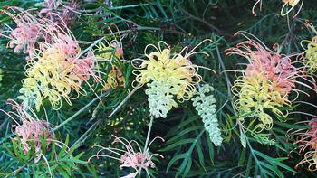 Grevillea 'Peaches and Cream'. Wikimedia Commons