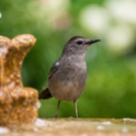 Gardener's checklist for summer