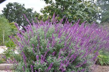 Salvia leucantha blooms for months and months, requires no supplemental water once established, and is a hummingbird favorite. Photo: PlantMaster