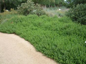 Use Pigeon Point coyote bush on hillsides or as lawn replacement. No water required on the coast, and monthly in hot-summer areas. Photo: PlantMaster