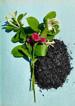 Biochar can neutralize highly acidic soil. Photo: Barbara Robertson