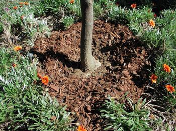 Mulch properly placed around a tree trunk. Photo: Cheryl A. Reynolds, courtesy of University of California Statewide IPM Program