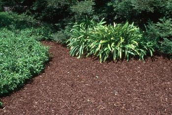 A layer of organic mulch protects the soil and enhances the garden. Photo: Jack Kelly Clark, courtesy of University of California Statewide IPM Progra