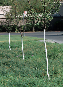 Whitewashing trunks of young trees with interior water-based latex paint can help prevent sunburn. Photo: Jack Kelly Clark, UC IPM Program