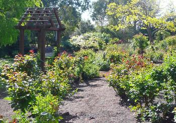 Soil covered with a layer of mulch retains moisture while suppressing weeds. Photo: Nanette Londeree