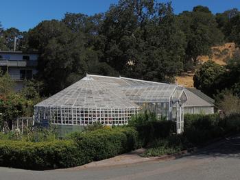 MMGs grow about 5000 tomato plants at the Falkirk Greenhouse, which are sold to Marin residents to raise funds for various projects. Photo: Diane Lync