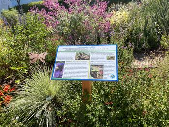 The Serenity Garden gives outdoor refuge for people & creatures, with defensible space, sound, scent, a place to rest & a dry creek bed. Jane Scurich
