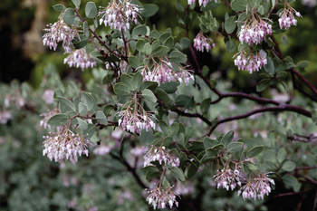 The blossoms of the red-barked native manzanita plant (Archtostaphylos spp.) appear on old wood during the winter & spring. Photo: Jeff Cleveland