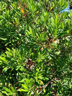 Myrica californica is a california native that makes a great privacy hedge. Photo: James Campbell