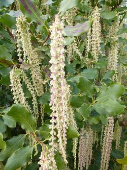 Garrya elliptica can grow 20-30 feet; ‘Evie' is the denser, more compact variety. Photo: Silex