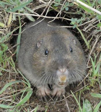 Gophers close their lips behind four large incisor teeth to keep dirt out of their mouths while digging. Photo: Creative Commons