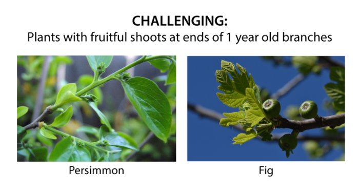 branch-end-fruiting