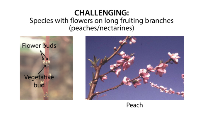Long-branches