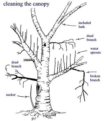 Photo: Environmental Horticulture – University of Florida