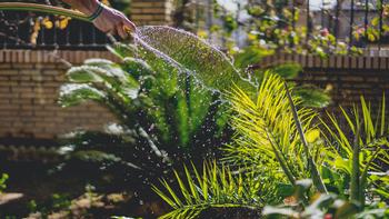 Reduce irrigation times as day length shortens and plant growth slows. Photo: UC Regents