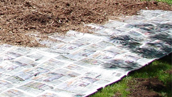 Create new planting areas by sheet mulching over weed patches or unwanted lawn. Photo: UC Regents