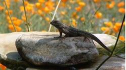 western fence 250px