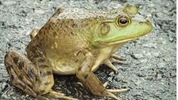 American bullfrog 250px