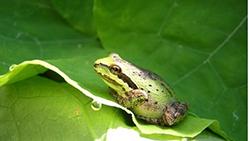 Pacific treefrog 250px