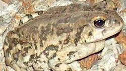 CA toad 250px