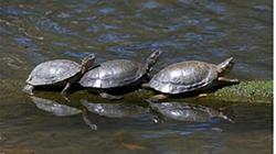 western turtles 250px