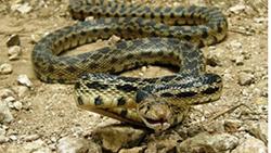 Gopher snake 250px