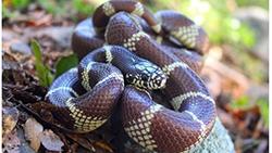 kingsnake 250px