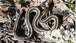 Garter snake 250px
