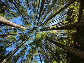 The spires of towering trees. From Steinbeck: “They are not like any trees we know, they are ambassadors from another time.” Photo: Catherine Wiley