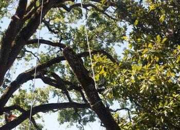 It’s critical that trees are removed by experts with safety being the top concern. Heavy limbs can be dangerous to people and property. Photo: Karen