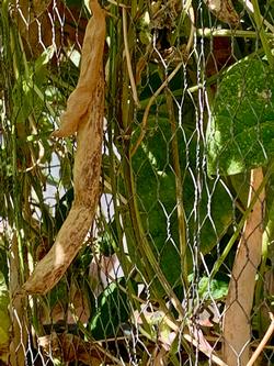 The seeds in these Romano beans are almost ready for saving. Credit: Dot Ingels