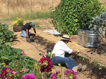 Fall is a great time to plant cool-weather veggies such as peas, lettuces, onions, cabbages, broccoli, and kale. Credit: Gael Perrin