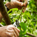 Gardener's checklist for fall
