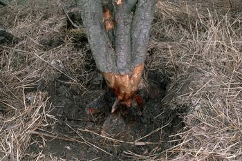 The bark around this pear tree has been gnawed by voles. Photo: Jack Kelly Clark, UC Regents