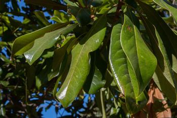Leaves with thick, waxy tissue will break down faster when shredded or chopped up with a weed whacker. Photo: Karen Gideon